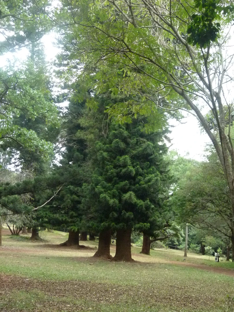 Green walking and jogging environment at Nairobi Arboretum